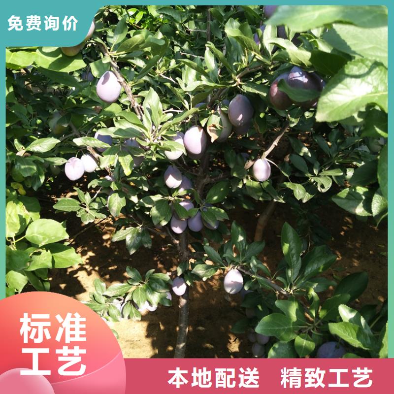 李子,桃樹苗好廠家有擔當