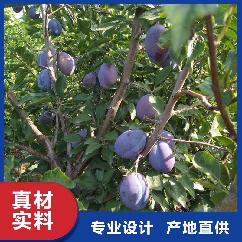 李子板栗苗資質認證