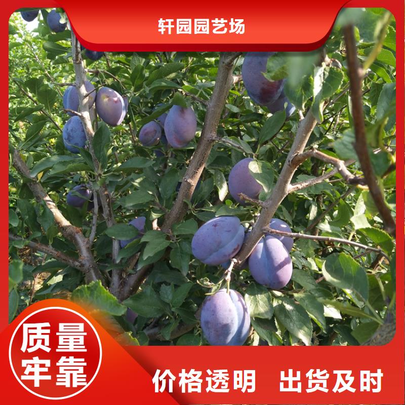 李子桃树苗品质保障售后无忧