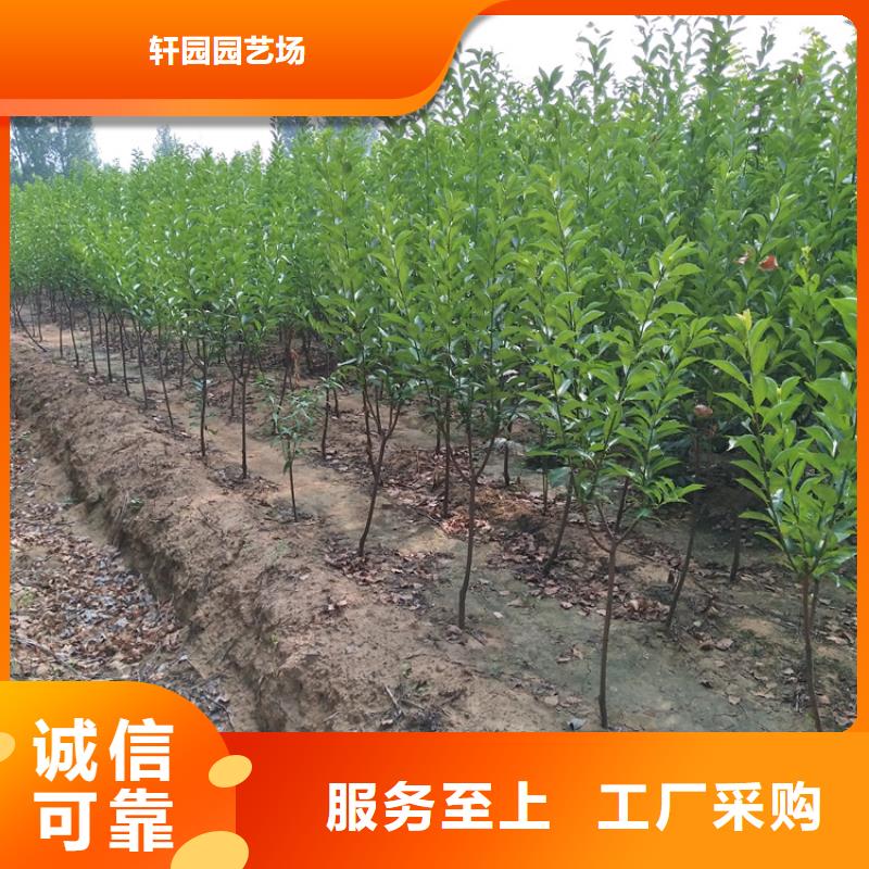 李子,板栗苗主推產品