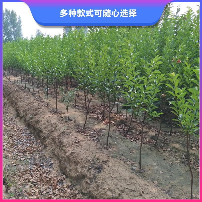 李子,桃樹苗好廠家有擔當
