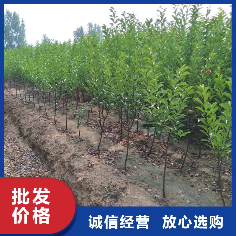 李子,桃樹苗好廠家有擔當