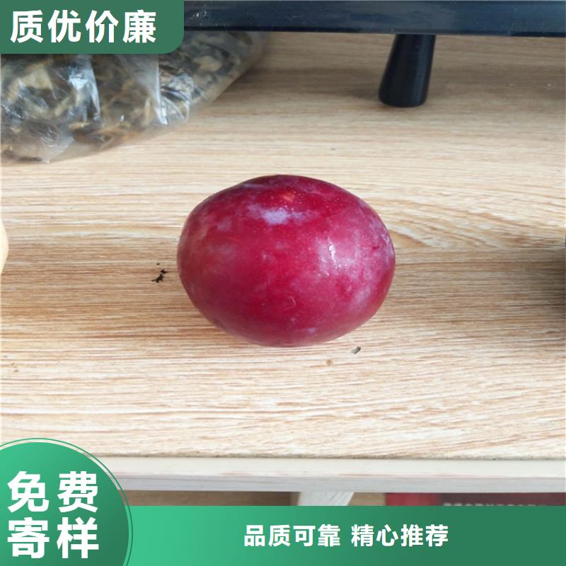 李子板栗苗資質認證