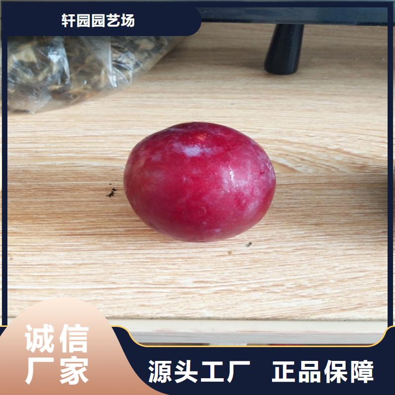李子梨樹苗以質量求生存