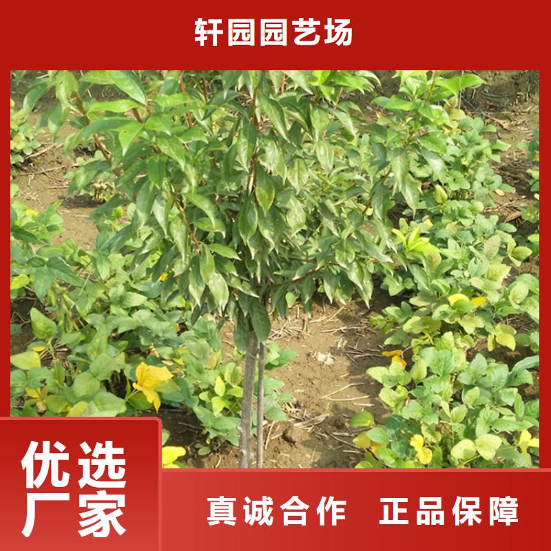 李子,桃樹苗好廠家有擔當
