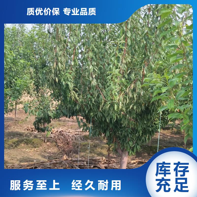 李子,桃樹苗好廠家有擔當