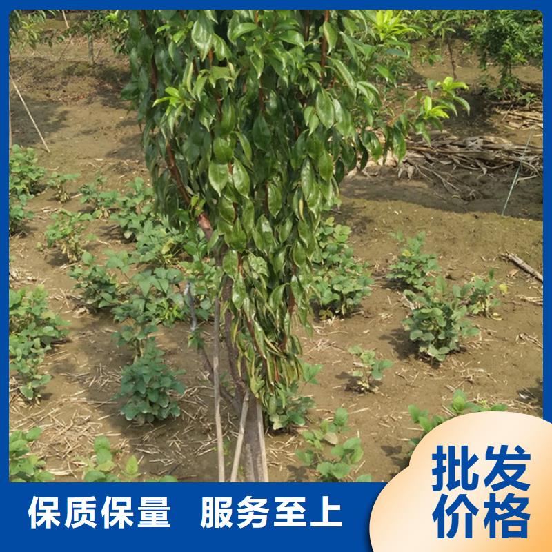 李子杏樹(shù)苗產(chǎn)品優(yōu)良