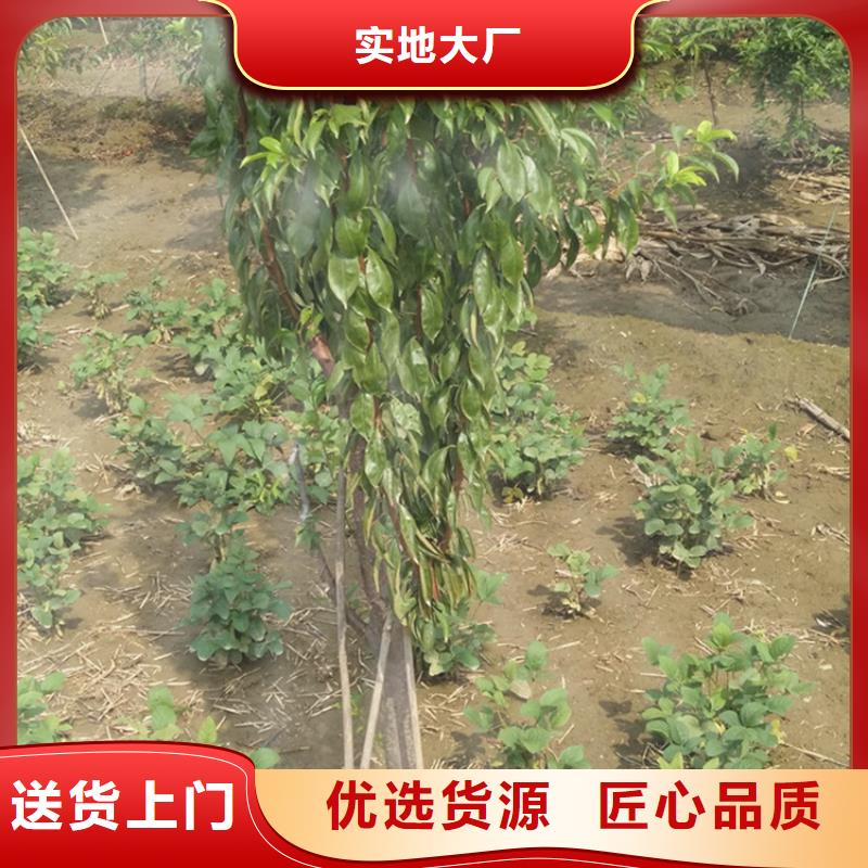 【李子,西瓜苗專業廠家】