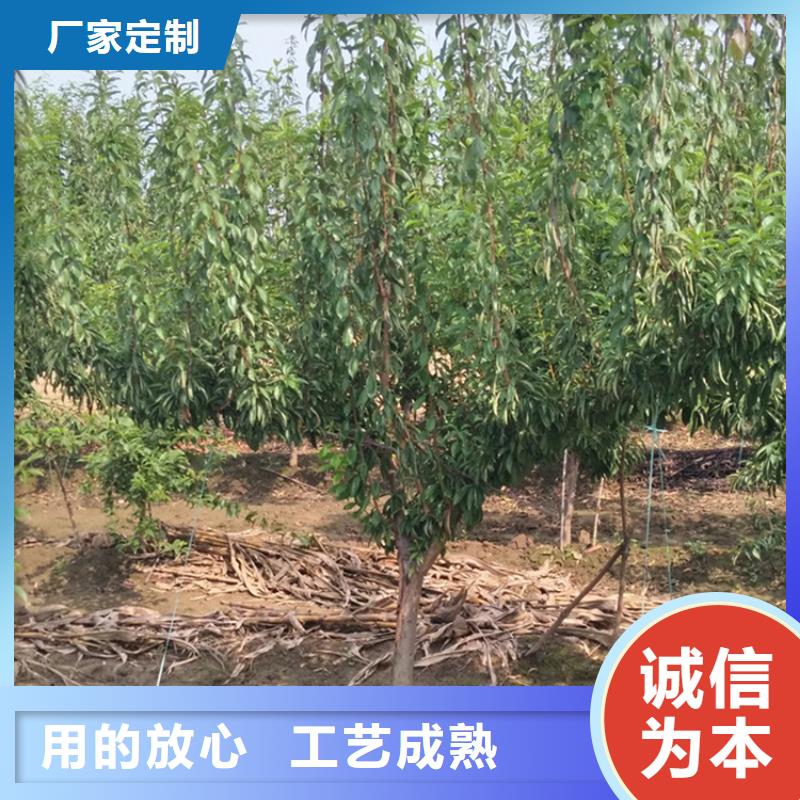 李子桃树苗品质保障售后无忧