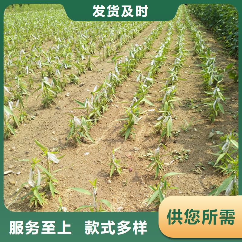 李子【桃樹苗】實力派廠家