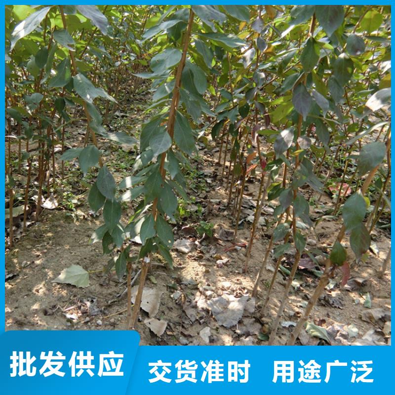【李子,西瓜苗專業廠家】