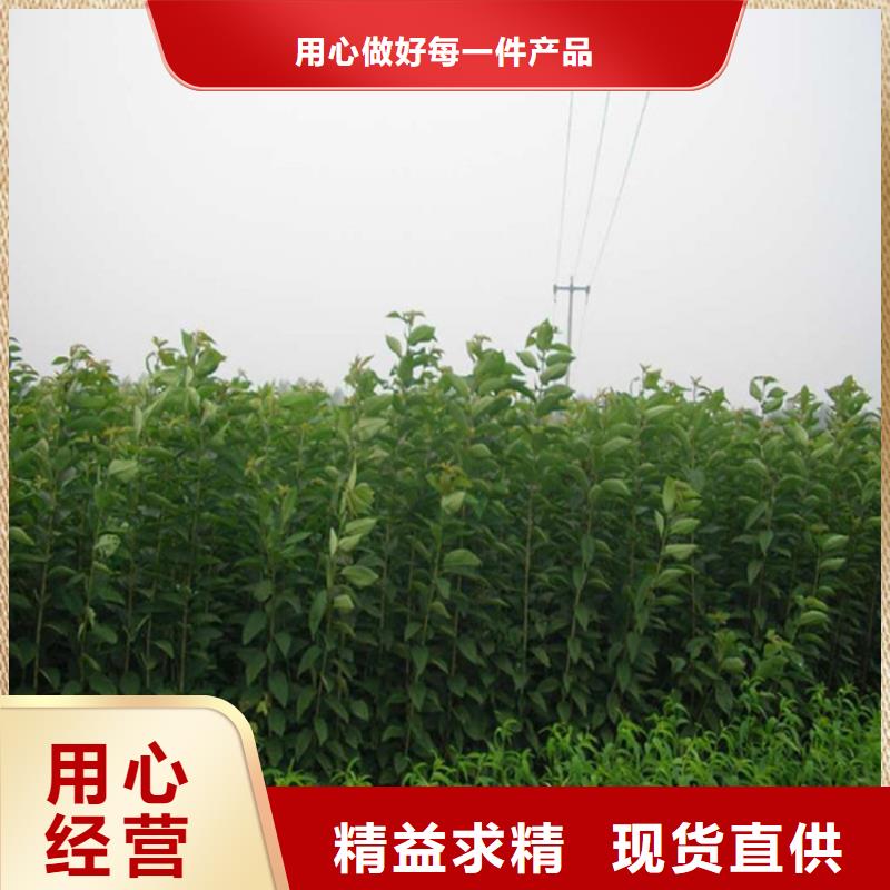 李子板栗苗种类丰富
