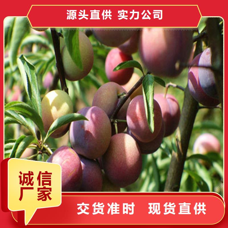 李子桃树苗品质保障售后无忧