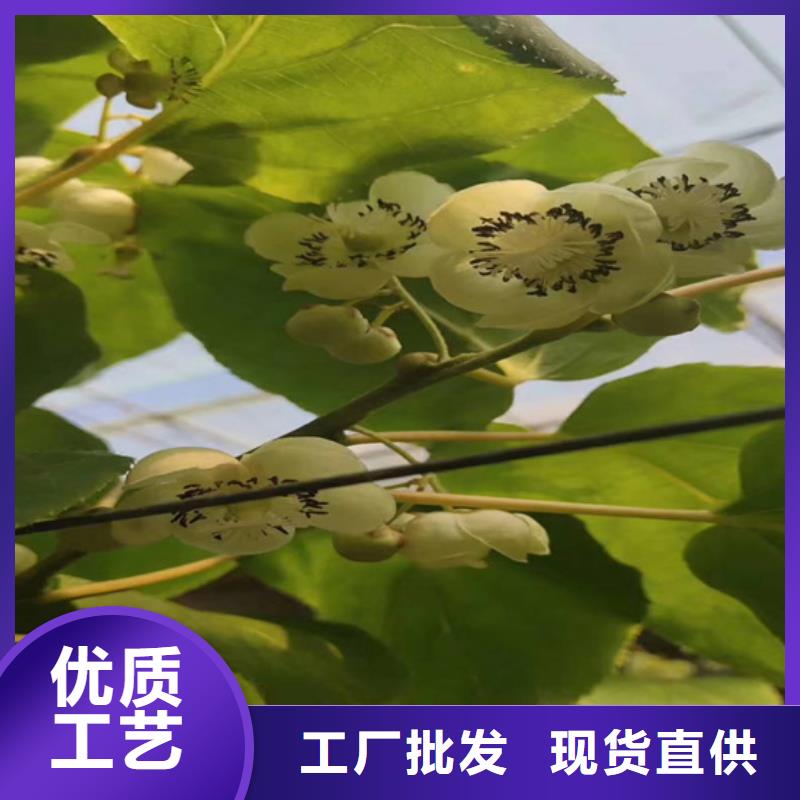 獼猴桃,櫻桃苗核心技術