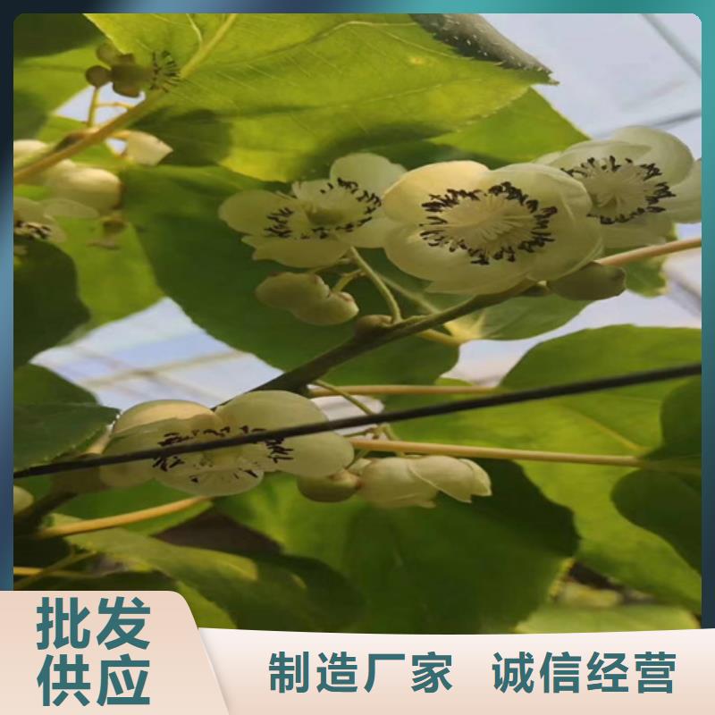 獼猴桃蘋果苗多行業(yè)適用