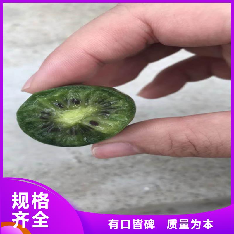 【猕猴桃,苹果苗专业生产厂家】
