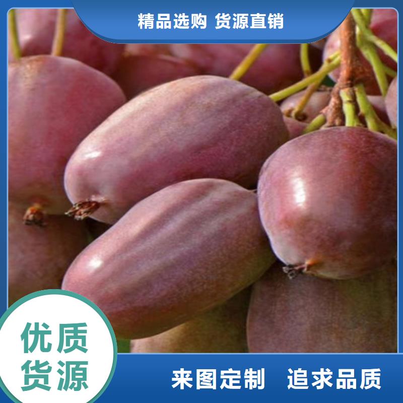 獼猴桃梨樹(shù)苗用心做品質(zhì)