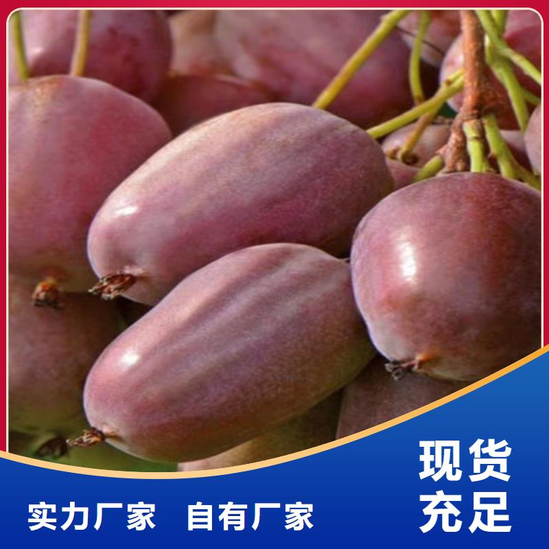 獼猴桃櫻桃苗國標檢測放心購買