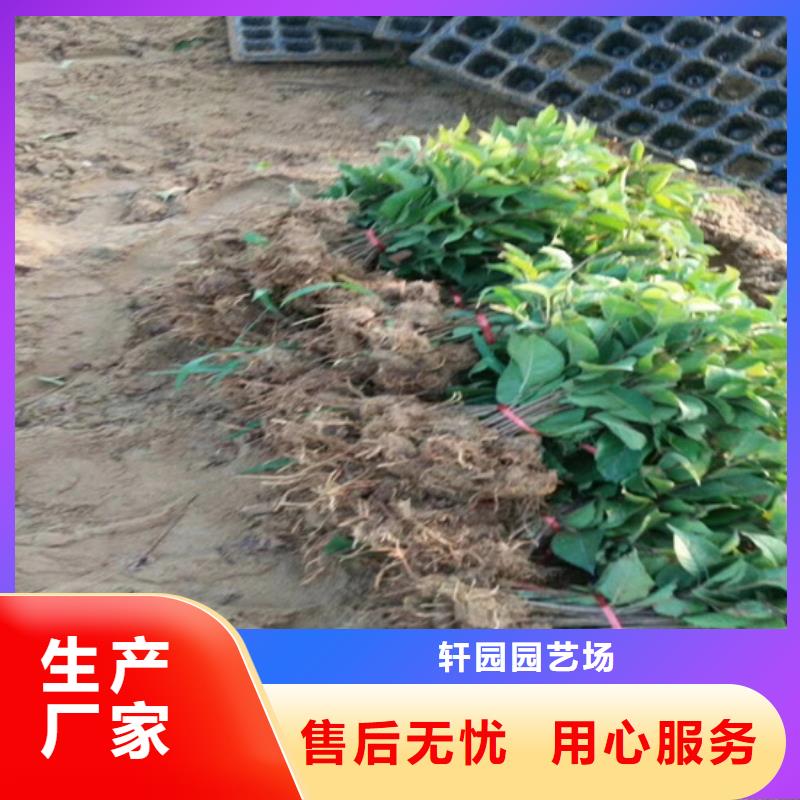 獼猴桃_北美冬青種類豐富