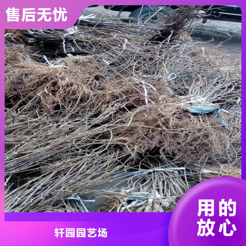 獼猴桃,櫻桃苗核心技術