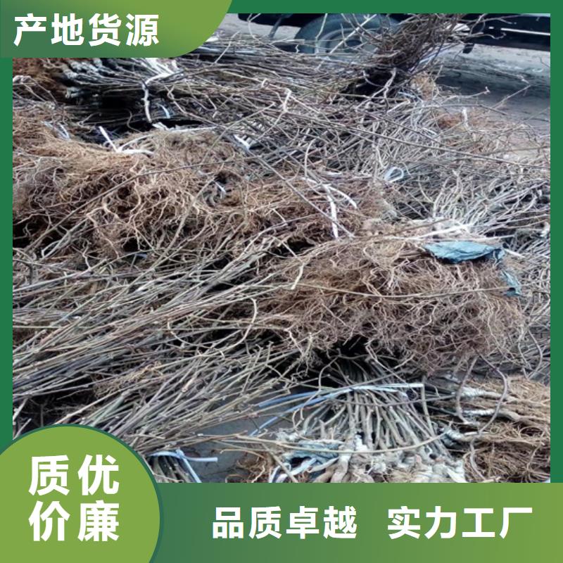 獼猴桃櫻桃苗國標檢測放心購買