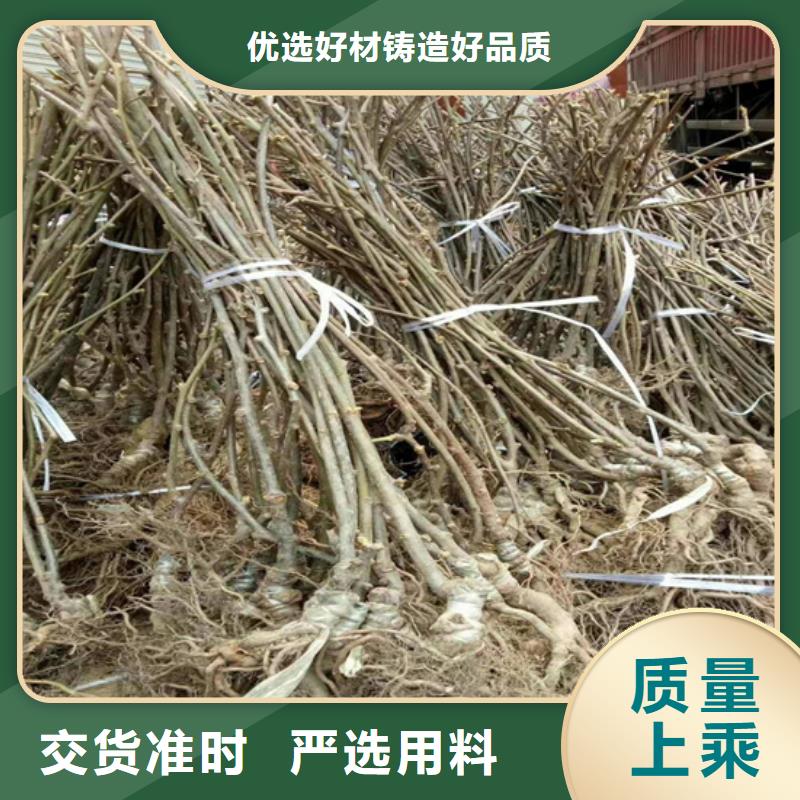 獼猴桃蘋果苗好品質售后無憂