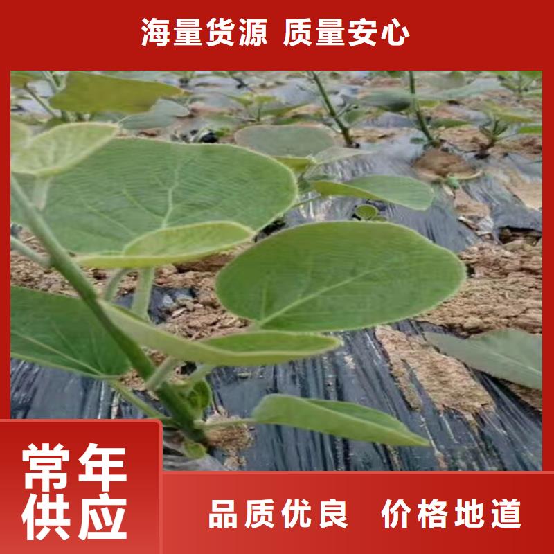 獼猴桃_櫻桃苗質量看得見