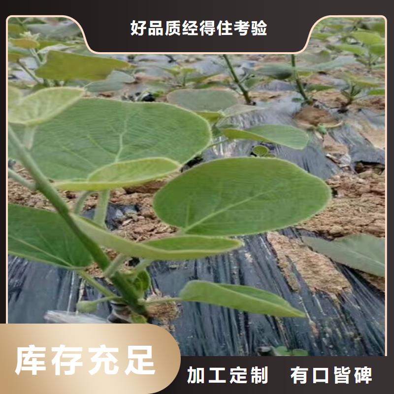 猕猴桃桃树苗市场行情