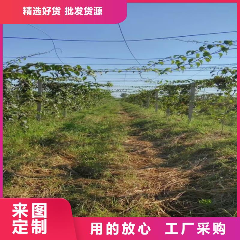 獼猴桃蘋果苗多行業(yè)適用