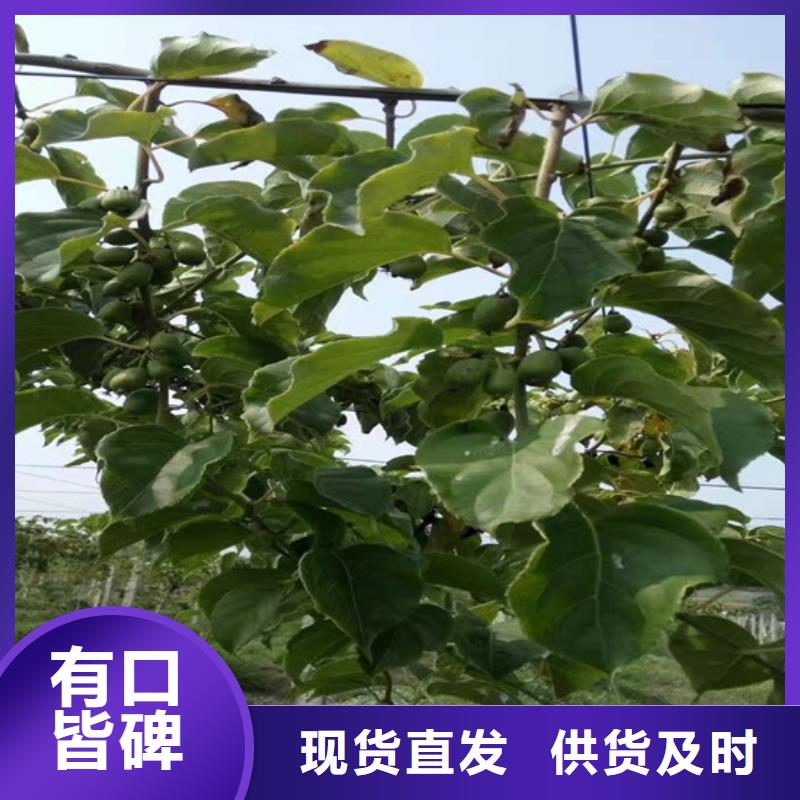 獼猴桃梨樹(shù)苗用心做品質(zhì)