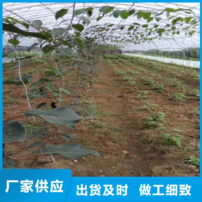 獼猴桃,櫻桃苗核心技術