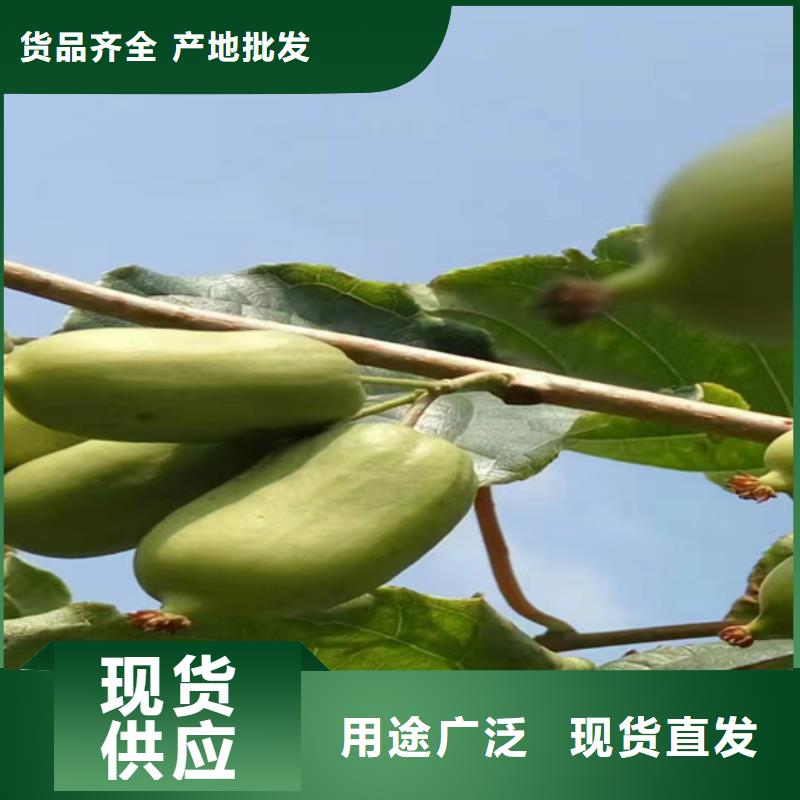 獼猴桃,櫻桃苗核心技術