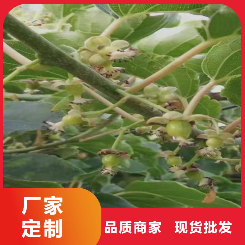 獼猴桃蘋果苗好品質售后無憂