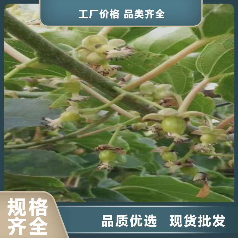 獼猴桃櫻桃苗大庫存無缺貨危機