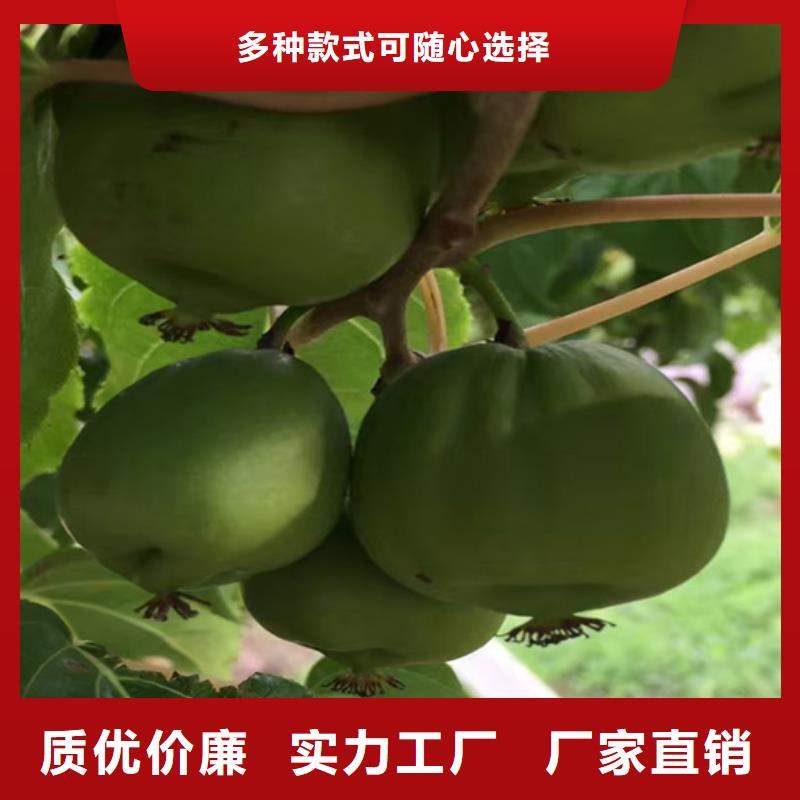 獼猴桃板栗苗嚴(yán)格把控每一處細(xì)節(jié)