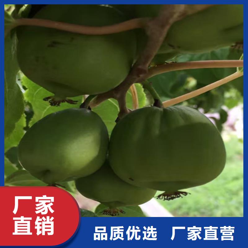 獼猴桃蘋果苗源頭廠商