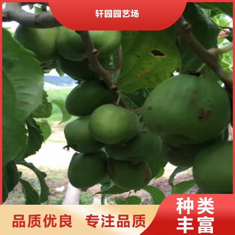 獼猴桃櫻桃苗我們更專業