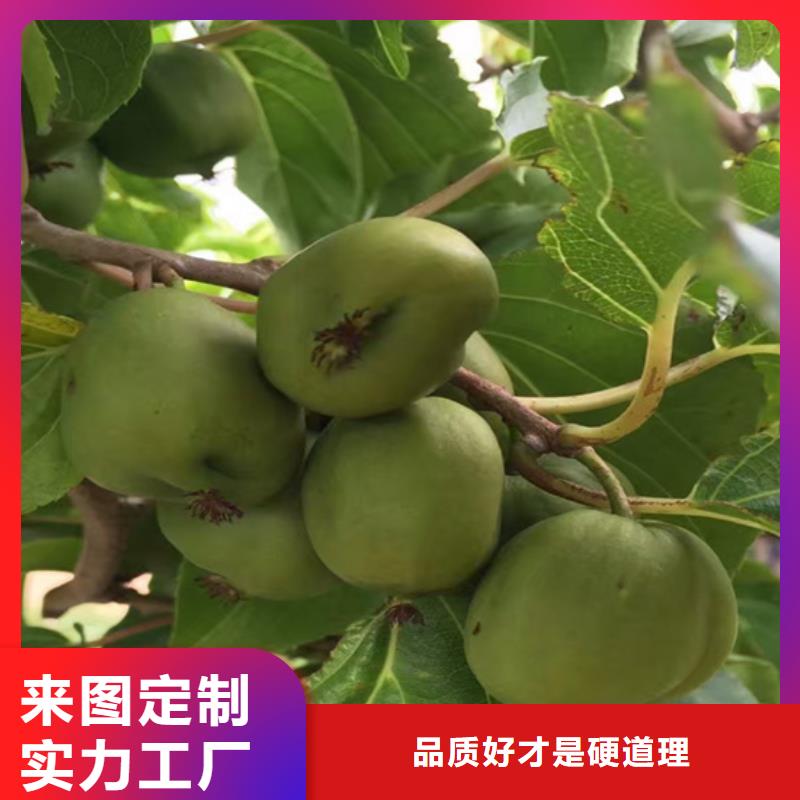 獼猴桃梨樹(shù)苗用心做品質(zhì)