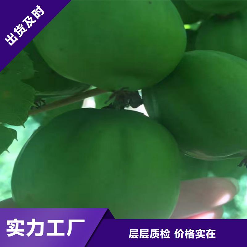 獼猴桃櫻桃苗大庫存無缺貨危機
