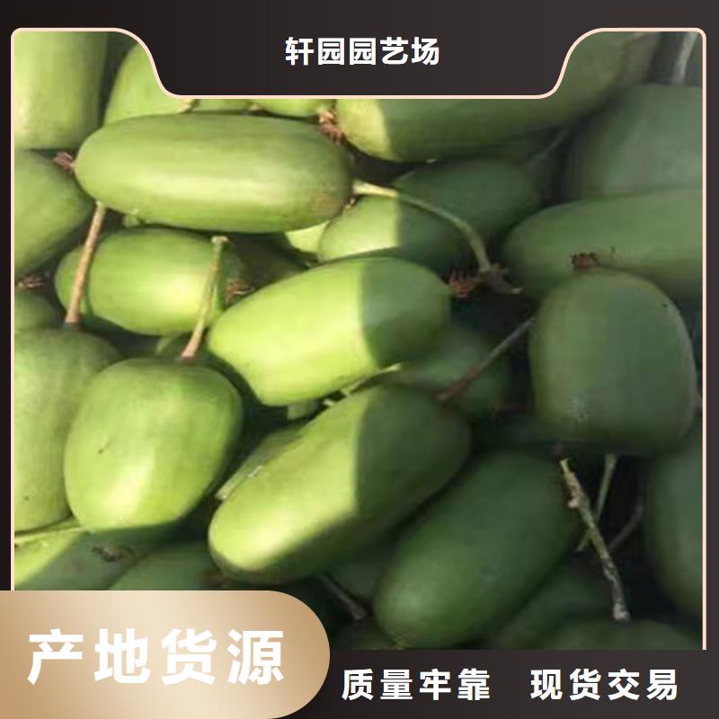 獼猴桃櫻桃苗大庫存無缺貨危機