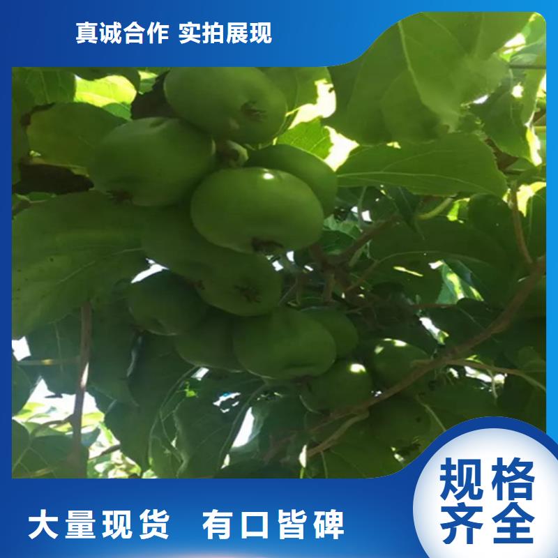 獼猴桃蘋果苗多行業(yè)適用