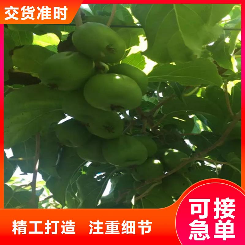 獼猴桃無花果苗自有生產工廠