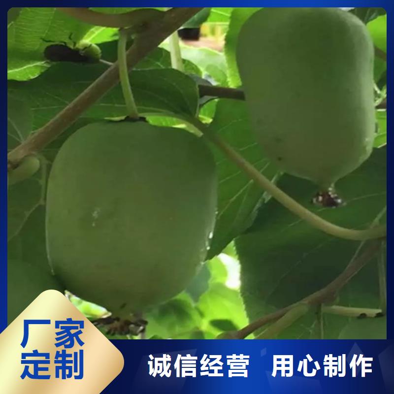 獼猴桃板栗苗嚴(yán)格把控每一處細(xì)節(jié)