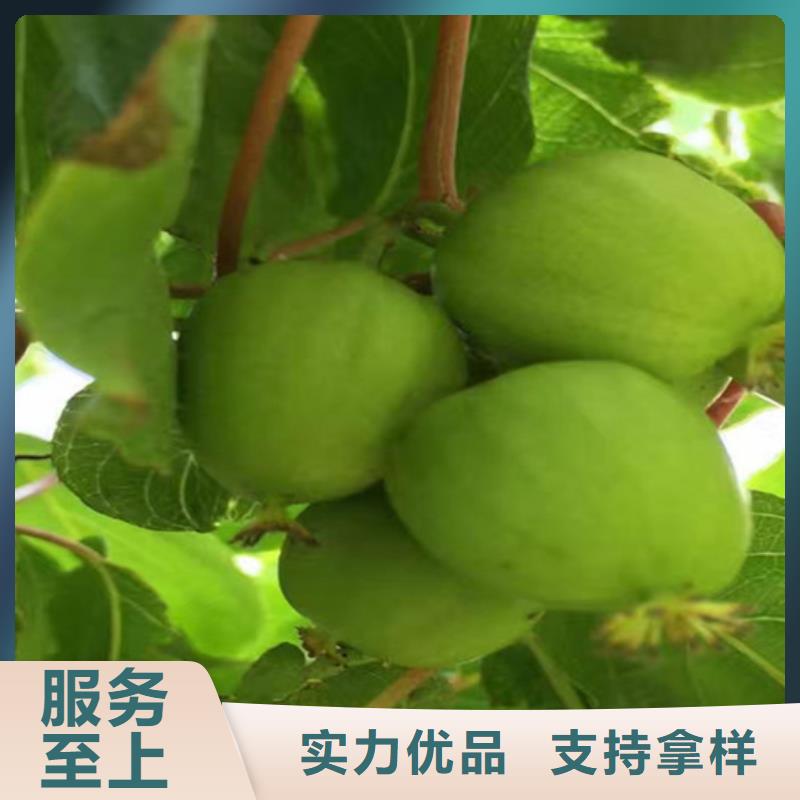 獼猴桃櫻桃苗大廠家實力看得見