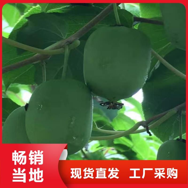 猕猴桃3公分软籽石榴苗源头厂家经验丰富