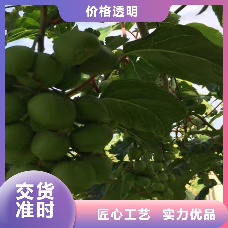 獼猴桃櫻桃苗大庫存無缺貨危機(jī)