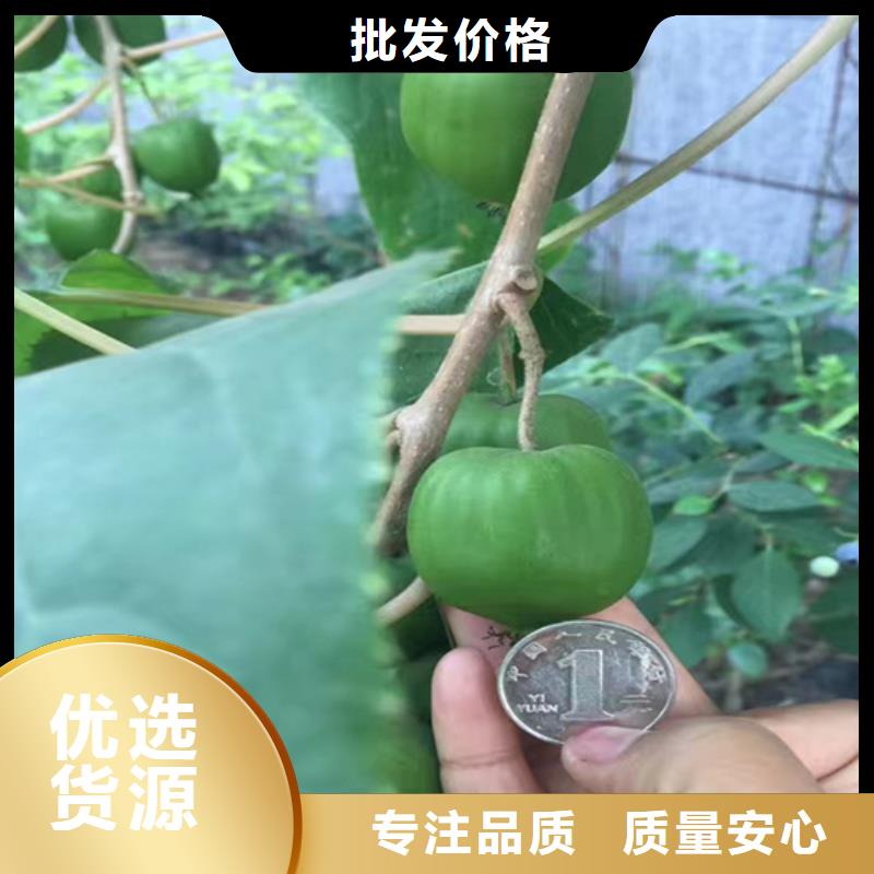獼猴桃板栗苗嚴(yán)格把控每一處細(xì)節(jié)