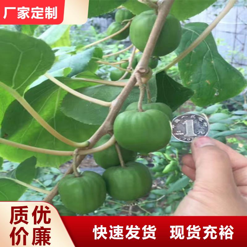 獼猴桃櫻桃苗大庫存無缺貨危機