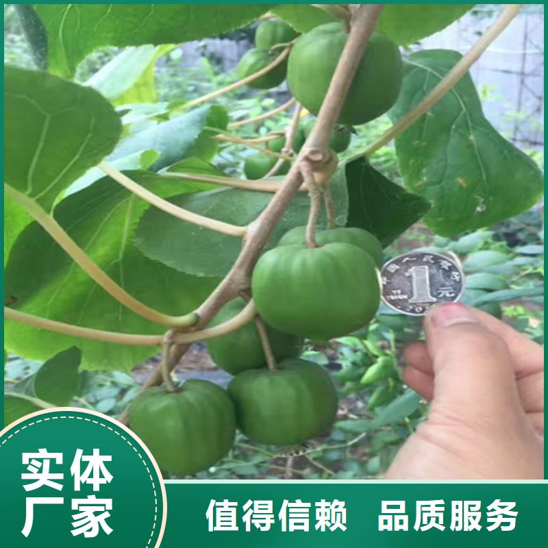獼猴桃_北美冬青種類豐富