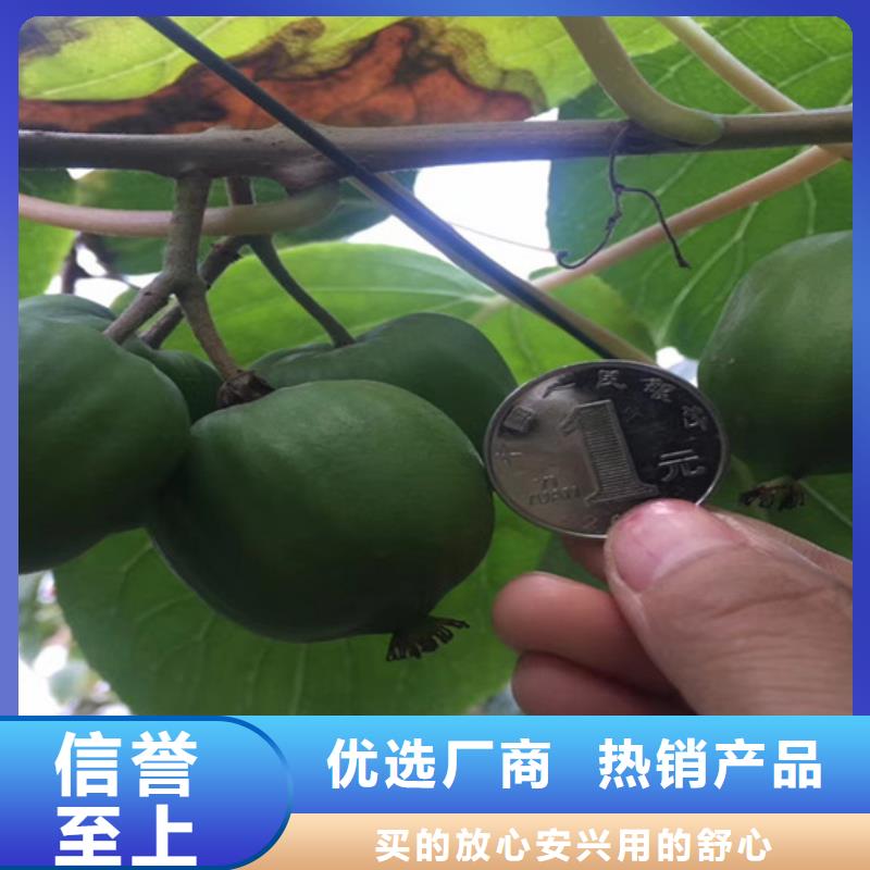 獼猴桃,櫻桃苗核心技術